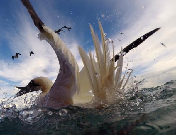 Special Topics | Marine Climate Change Impacts Partnership